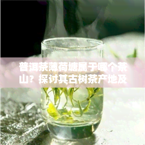 普洱茶薄荷塘属于哪个茶山？探讨其古树茶产地及档次