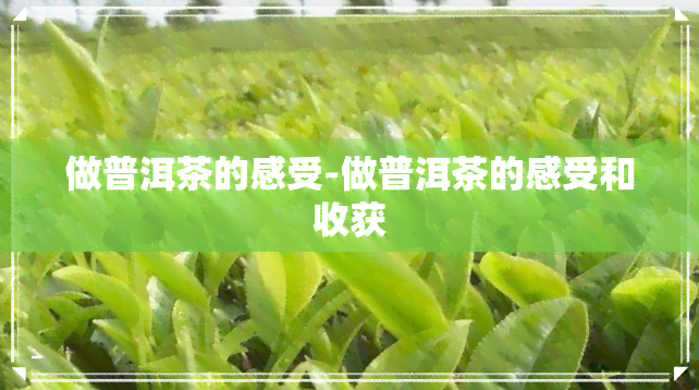 做普洱茶的感受-做普洱茶的感受和收获