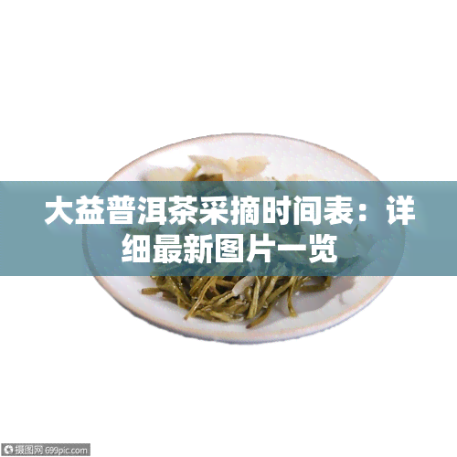 大益普洱茶采摘时间表：详细最新图片一览