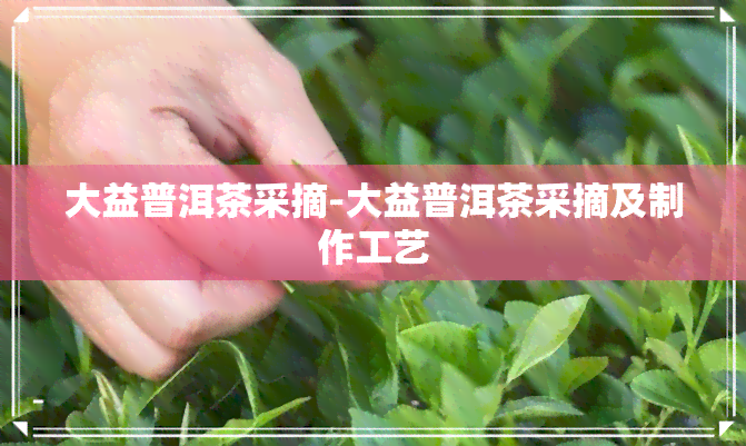 大益普洱茶采摘-大益普洱茶采摘及制作工艺