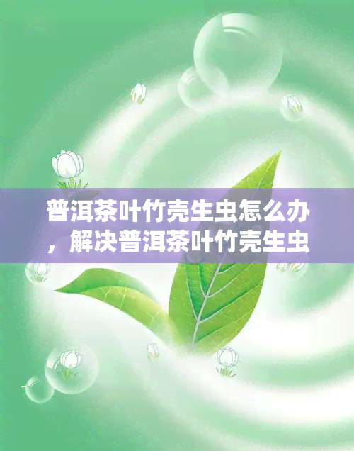 普洱茶叶竹壳生虫怎么办，解决普洱茶叶竹壳生虫问题的有效方法