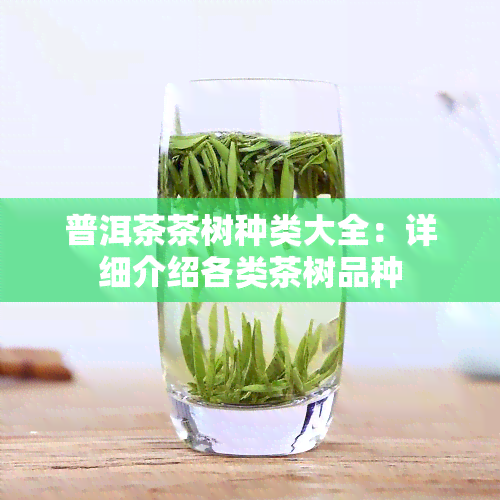 普洱茶茶树种类大全：详细介绍各类茶树品种