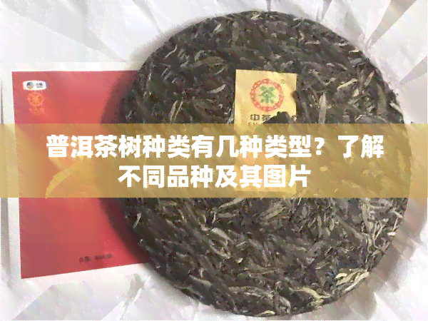 普洱茶树种类有几种类型？了解不同品种及其图片