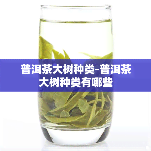 普洱茶大树种类-普洱茶大树种类有哪些