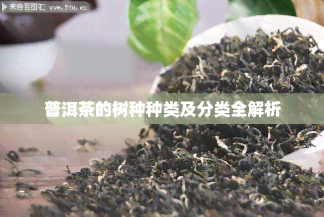 普洱茶的树种种类及分类全解析