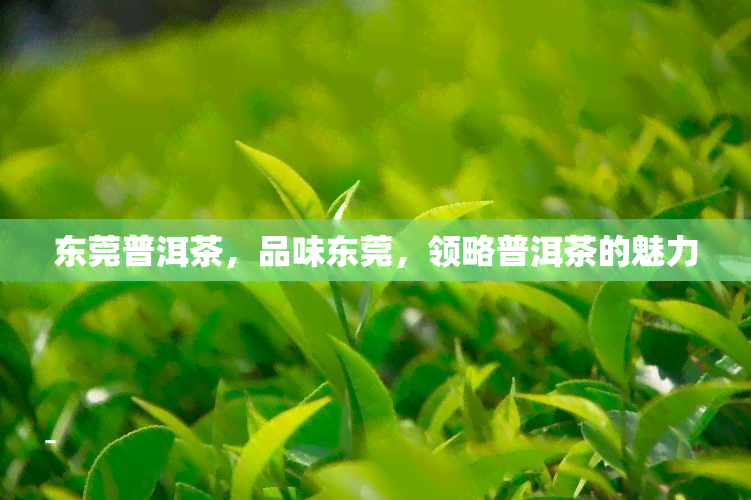 东莞普洱茶，品味东莞，领略普洱茶的魅力