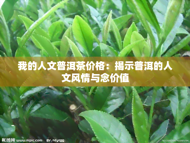 我的人文普洱茶价格：揭示普洱的人文风情与念价值