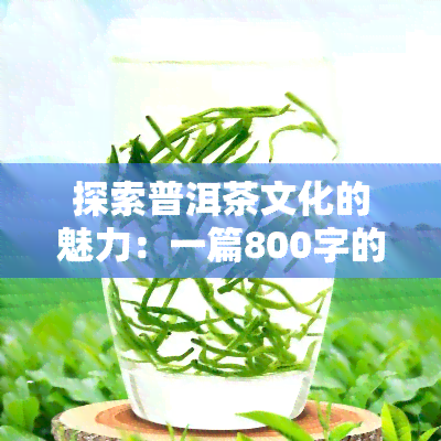 探索普洱茶文化的魅力：一篇800字的深度解析