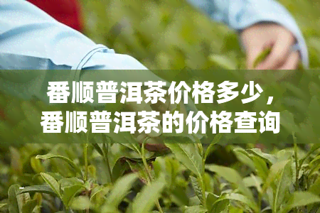 番顺普洱茶价格多少，番顺普洱茶的价格查询与购买指南