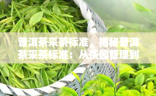 普洱茶采茶标准，揭秘普洱茶采茶标准：从茶园管理到采摘要求的全过程解析