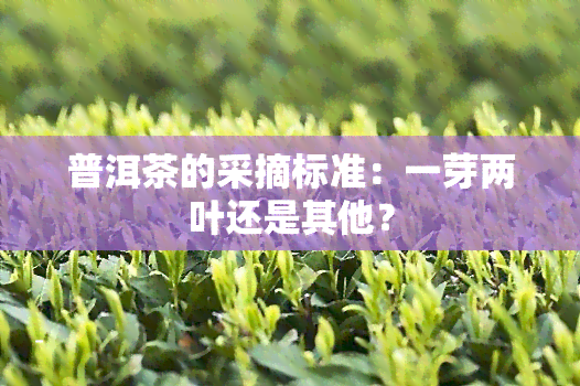 普洱茶的采摘标准：一芽两叶还是其他？