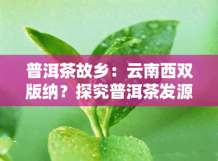 普洱茶故乡：云南西双版纳？探究普洱茶发源地