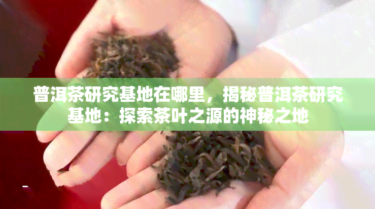 普洱茶研究基地在哪里，揭秘普洱茶研究基地：探索茶叶之源的神秘之地