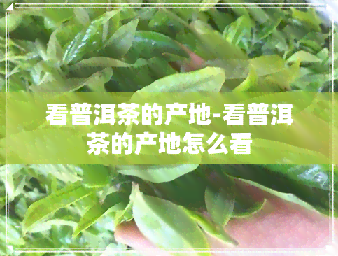 看普洱茶的产地-看普洱茶的产地怎么看