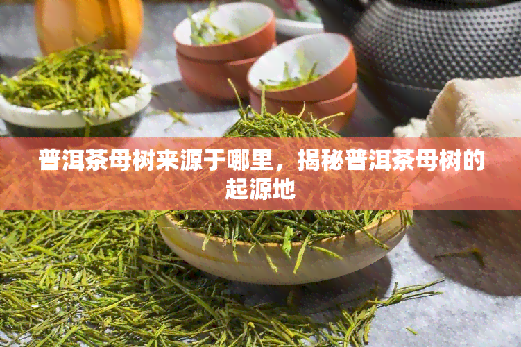 普洱茶母树来源于哪里，揭秘普洱茶母树的起源地