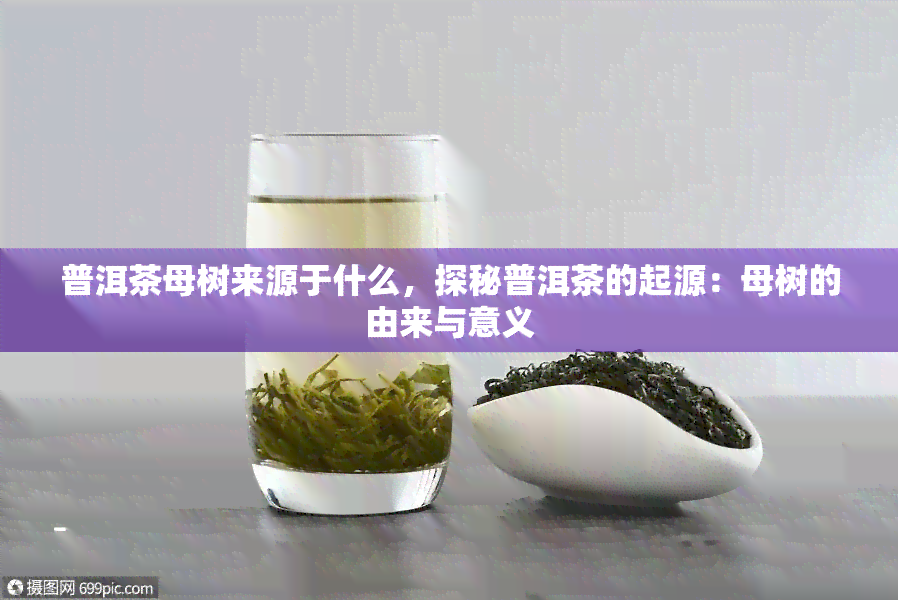 普洱茶母树来源于什么，探秘普洱茶的起源：母树的由来与意义