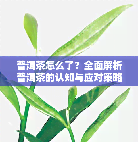 普洱茶怎么了？全面解析普洱茶的认知与应对策略