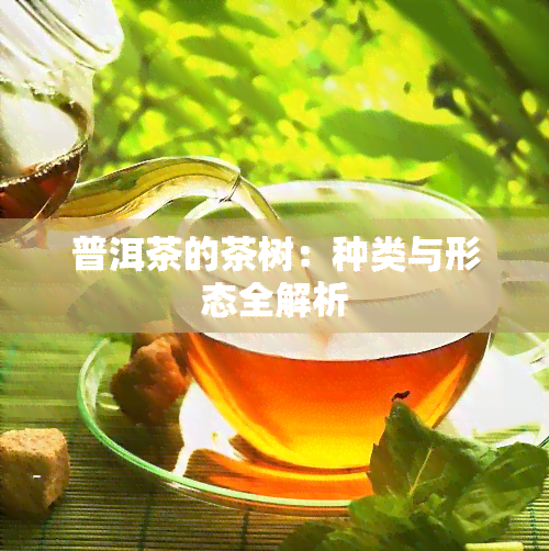 普洱茶的茶树：种类与形态全解析