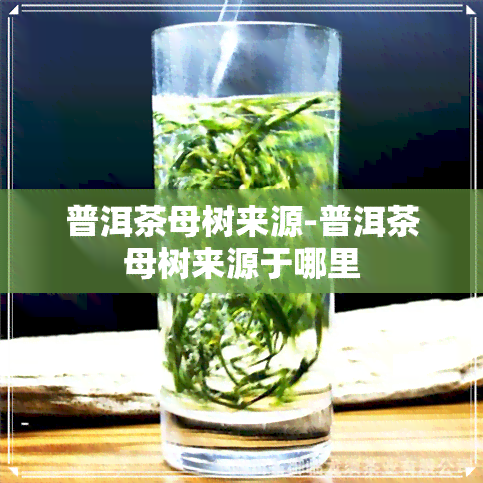 普洱茶母树来源-普洱茶母树来源于哪里