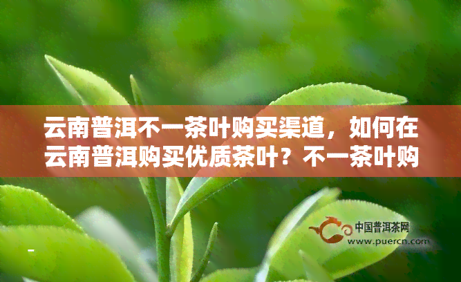 云南普洱不一茶叶购买渠道，如何在云南普洱购买优质茶叶？不一茶叶购买渠道推荐