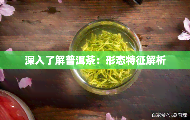 深入了解普洱茶：形态特征解析