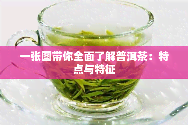 一张图带你全面了解普洱茶：特点与特征