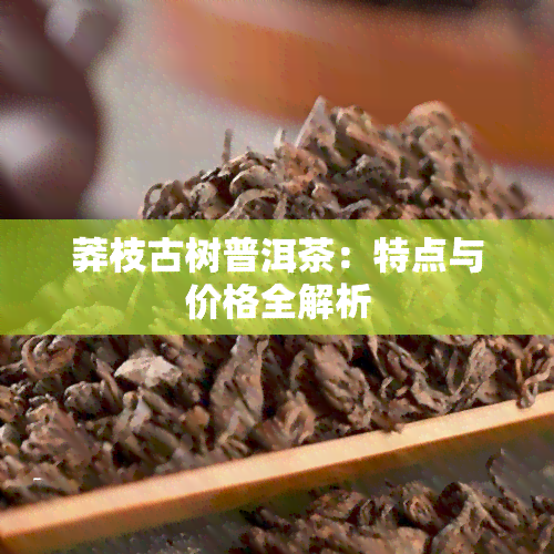 莽枝古树普洱茶：特点与价格全解析