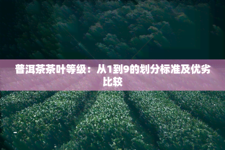 普洱茶茶叶等级：从1到9的划分标准及优劣比较