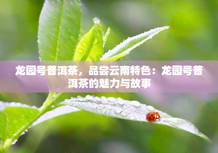 龙园号普洱茶，品尝云南特色：龙园号普洱茶的魅力与故事