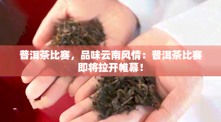 普洱茶比赛，品味云南风情：普洱茶比赛即将拉开帷幕！