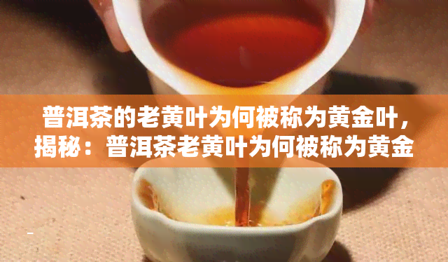 普洱茶的老黄叶为何被称为黄金叶，揭秘：普洱茶老黄叶为何被称为黄金叶？