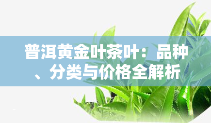 普洱黄金叶茶叶：品种、分类与价格全解析