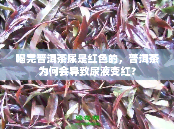 喝完普洱茶尿是红色的，普洱茶为何会导致尿液变红？