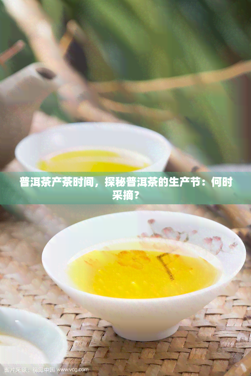 普洱茶产茶时间，探秘普洱茶的生产节：何时采摘？