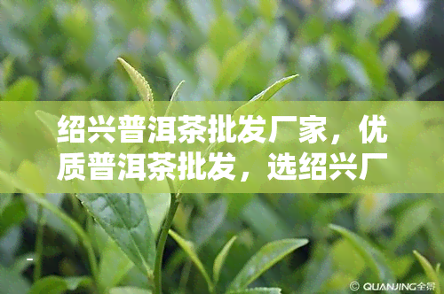 绍兴普洱茶批发厂家，优质普洱茶批发，选绍兴厂家直销！