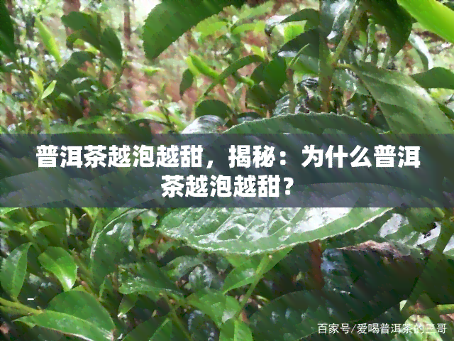 普洱茶越泡越甜，揭秘：为什么普洱茶越泡越甜？