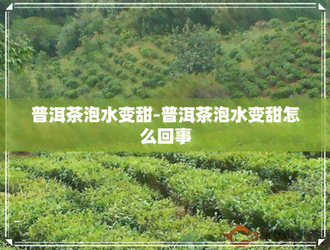 普洱茶泡水变甜-普洱茶泡水变甜怎么回事