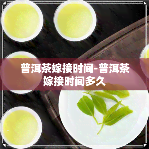 普洱茶嫁接时间-普洱茶嫁接时间多久