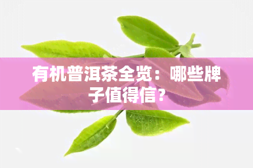 有机普洱茶全览：哪些牌子值得信？