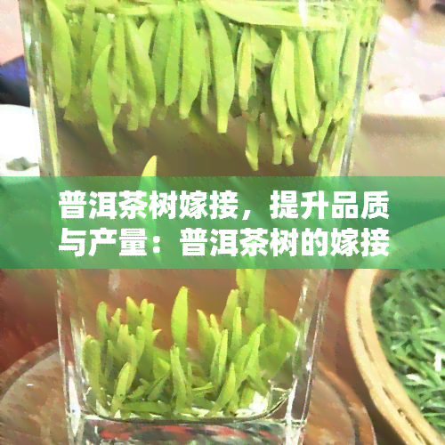 普洱茶树嫁接，提升品质与产量：普洱茶树的嫁接技术解析