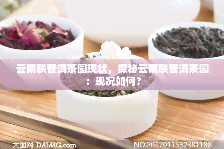 云南联普洱茶园现状，探秘云南联普洱茶园：现况如何？