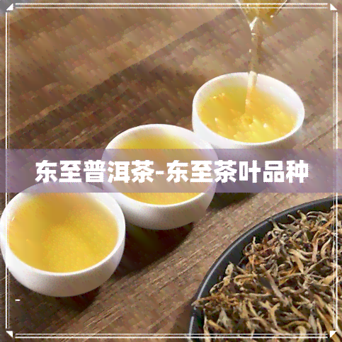 东至普洱茶-东至茶叶品种