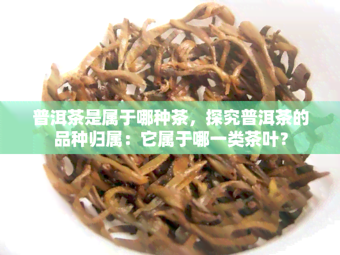 普洱茶是属于哪种茶，探究普洱茶的品种归属：它属于哪一类茶叶？