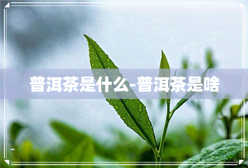 普洱茶是什么-普洱茶是啥