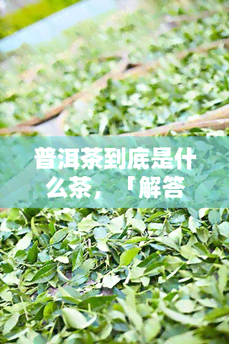 普洱茶到底是什么茶，「解答」普洱茶属于什么茶类？从历、制作工艺和口感全面解析