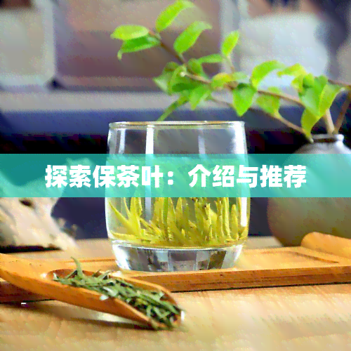 探索保茶叶：介绍与推荐