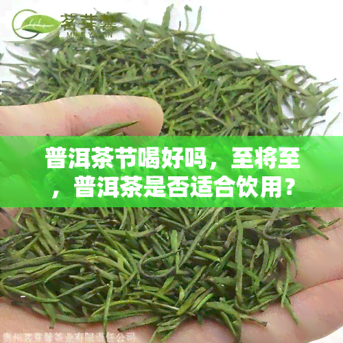 普洱茶节喝好吗，至将至，普洱茶是否适合饮用？