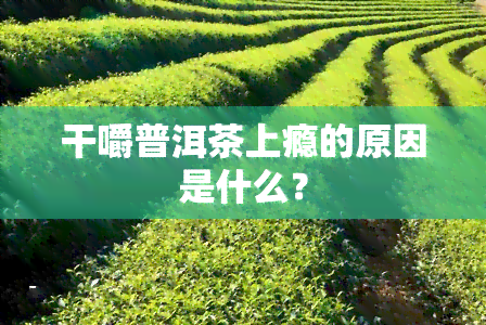 干嚼普洱茶上瘾的原因是什么？