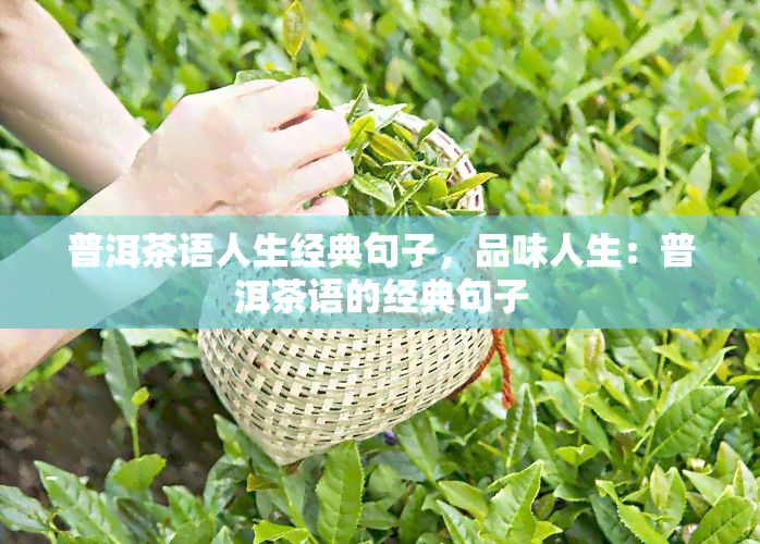 普洱茶语人生经典句子，品味人生：普洱茶语的经典句子