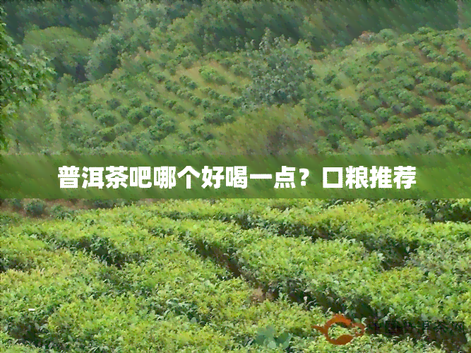 普洱茶吧哪个好喝一点？口粮推荐